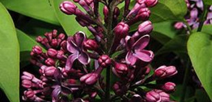 Közönséges orgona (<i>Syringa vulgaris</i>)