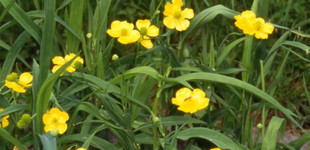 Víziboglárka (<i>Ranunculus lingua</i>)