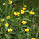 Víziboglárka (<i>Ranunculus lingua</i>)