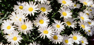 Törpe margitvirág (<i>Chrysanthemum maximum</i> 'Silver Princess')