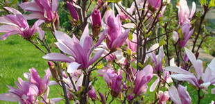 Liliomfa (<i>Magnolia sp.</i> 'Susan')