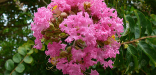 Kínai selyemmirtusz (<i>Lagerstroemia indica</i>)