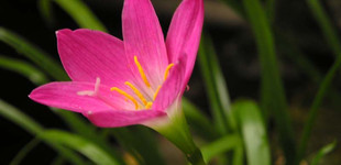 Rózsás zefírvirág (<i>Zephyranthes rosea</i>)