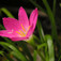 Rózsás zefírvirág (<i>Zephyranthes rosea</i>)