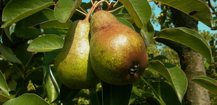 Császárkörte (<i>Pyrus communis</i> ''Weisse Herbstbutterbirne'')