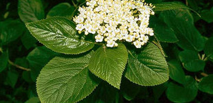 Ostorménbangita (<i>Viburnum lantana</i>)