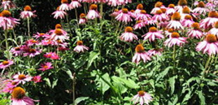 Bíbor kasvirág (<i>Echinacea purpurea</i> 'Magnus')