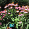 Bíbor kasvirág (<i>Echinacea purpurea</i> 'Magnus')