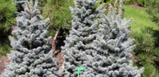 Törpe arizóniai jegenyefenyő (<i>Abies lasiocarpa</i> 'Compacta')