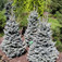 Törpe arizóniai jegenyefenyő (<i>Abies lasiocarpa</i> 'Compacta')