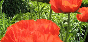 Mák, pipacs (<i>Papaver</i>)