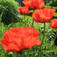 Mák, pipacs (<i>Papaver</i>)
