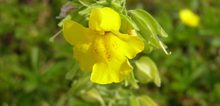 Majomvirág (<i>Mimulus sp.</i>)