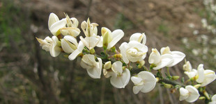 Zanót (<i>Cytisus albus</i>)