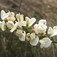 Zanót (<i>Cytisus albus</i>)