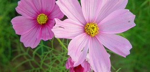 Pillangóvirág (<i>Cosmos sp.</i>)