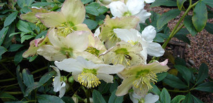 Fekete hunyor (<i>Helleborus niger</i>)