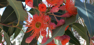 Eukaliptusz (<i>Eucaliptus ficifolia</i>)