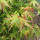 Japán juhar (<i>Acer palmatum</i>)