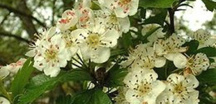 Cseregalagonya (<i>Crataegus laevigata</i> 'Carrierei')