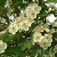 Cseregalagonya (<i>Crataegus laevigata</i> 'Carrierei')