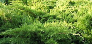 Sárga terülőboróka (<i>Juniperus x media</i> 'Pfitzeriana Aurea')