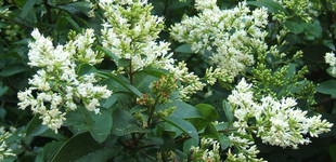 Széleslevelű fagyal (<i>Ligustrum ovalifolium</i>)