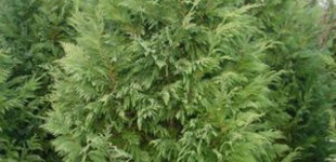 Leyland ciprus (<i>Cupressocyparis leylandii</i>)