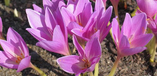 Őszi kikerics (<i>Colchicum autumnale</i>)