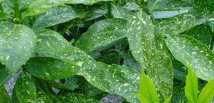 Aukuba (<i>Aucuba japonica</i>)