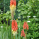 Fürtös fáklyaliliom (<i>Kniphofia uvaria</i>)