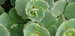 Októberi varjúháj (<i>Sedum sieboldii</i>)