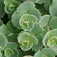 Októberi varjúháj (<i>Sedum sieboldii</i>)
