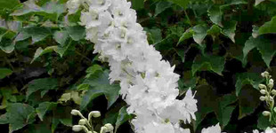 Szarkaláb (<i>Delphinium x pacific</i>)