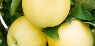 'Golden Delicious' alma (<i>Malus domestica</i> ''Golden Delicious'')