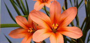 Homérosz-virág (<i>Homeria collina</i> 'lutea')