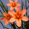Homérosz-virág (<i>Homeria collina</i> 'lutea')