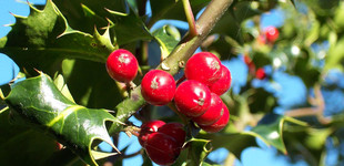 Közönséges magyal (<i>Ilex aquifolium</i>)