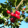 Téli magyal (<i>Ilex aquifolium</i>)