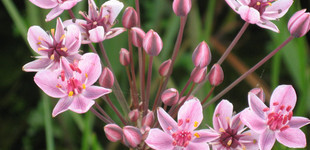 Virágkáka (<i>Butomus umbellatus</i>)