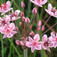 Virágkáka (<i>Butomus umbellatus</i>)
