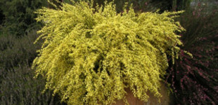 Zanót (<i>Cytisus praecox</i> 'Allgold')