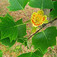 Amerikai tulipánfa (<i>Liriodendron tulipifera</i>)