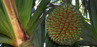 Csavarpálma (<i>Pandanus sp.</i>)