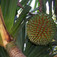 Csavarpálma (<i>Pandanus sp.</i>)