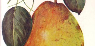 Erdei vajkörte (<i>Pyrus communis</i> ''Erdei vajkörte'')