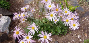 Kamcsatkai margitvirág (<i>Chrisanthemum weyrichii</i>)