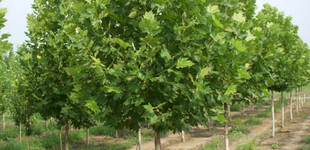 Oszlopos platán (<i>Platanus x hybrida</i> ''Oszlop'')