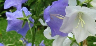 Baracklevelű harangvirág (<i>Campanula persicifolia</i>)