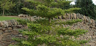 Koreai jegenyefenyő (<i>Abies koreana</i>)